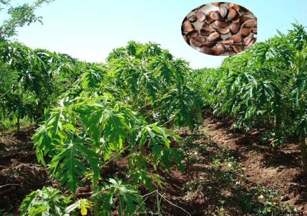 Papaya Farming Information Guide