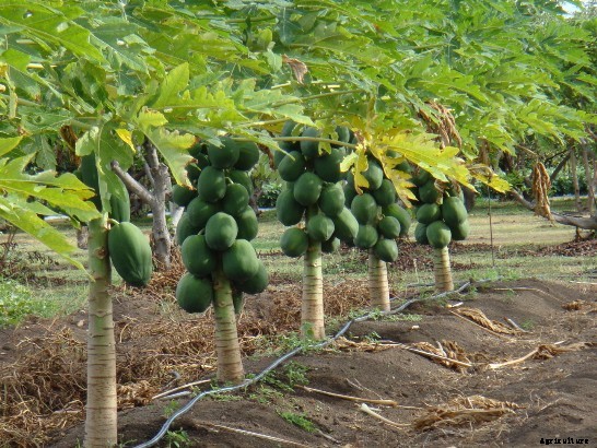 Papaya Farming Information Guide