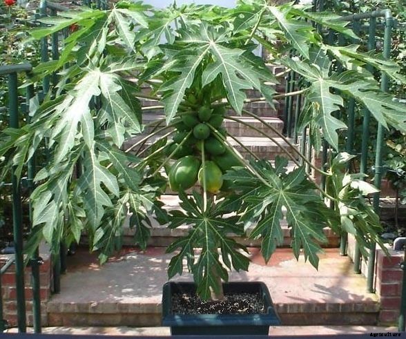 Papaya Farming Information Guide