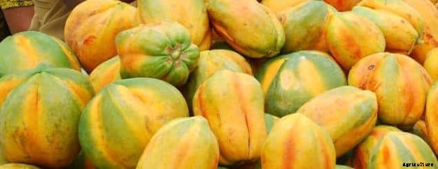 Papaya Farming Information Guide