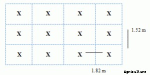 Banana Farming Information Guide