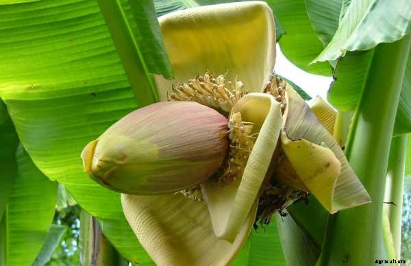 Banana Farming Information Guide