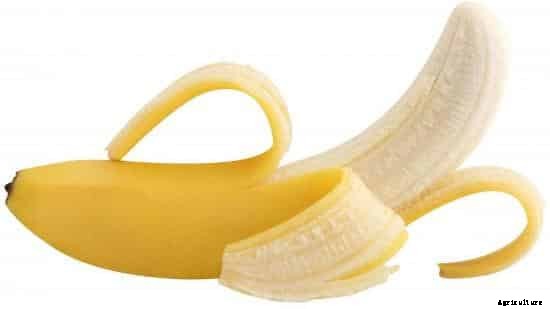 Banana Farming Information Guide