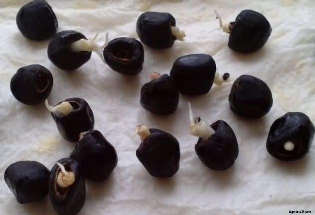 Banana Farming Information Guide