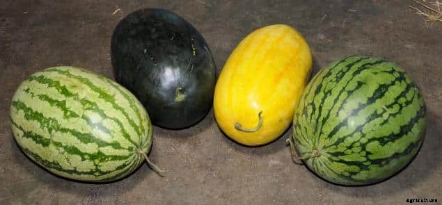 Watermelon Farming Information Guide