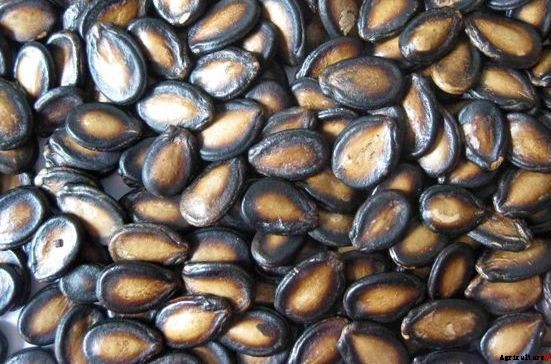 Watermelon Farming Information Guide