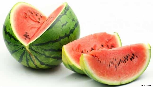 Watermelon Farming Information Guide