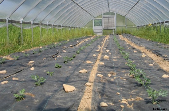 Watermelon Farming Information Guide