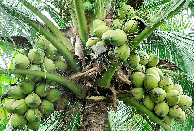 Coconut Farming Information Guide