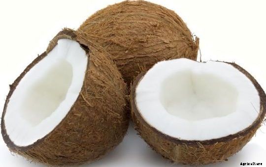 Coconut Farming Information Guide