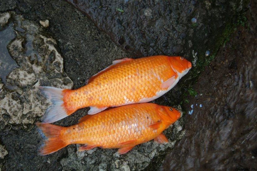 Koi Diseases (What To Watch Out For)