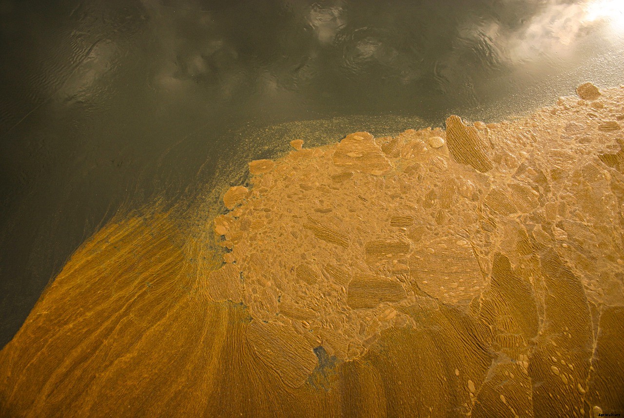 Koi Diseases (What To Watch Out For)