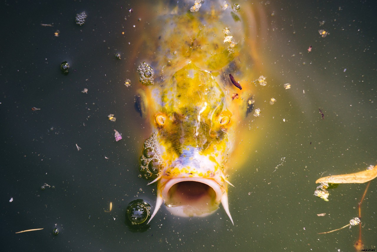 Best Koi Food To Keep Your Pond Thriving