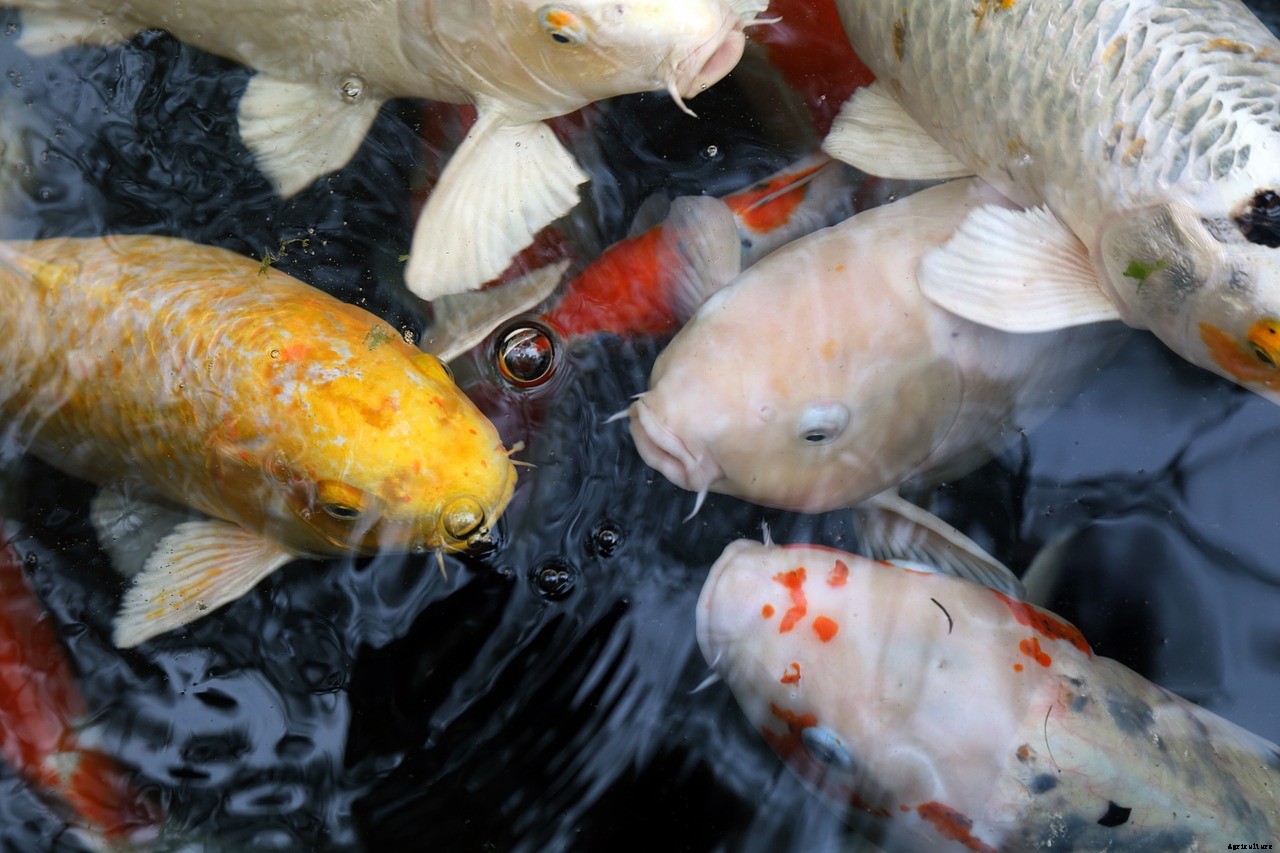 Which Koi Types Grow the Biggest?