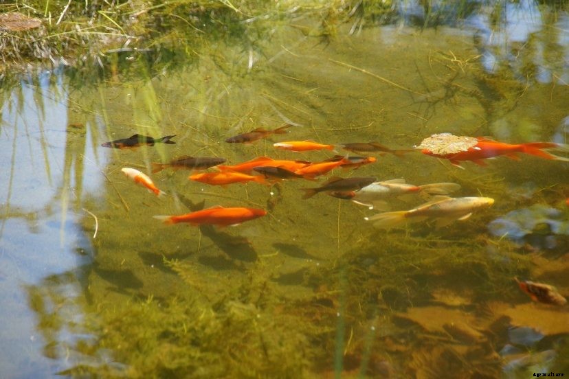 Koi or Goldfish: Which Is Better for a Home Pond?