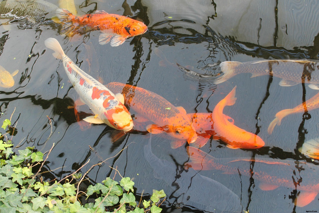 Koi or Goldfish: Which Is Better for a Home Pond?