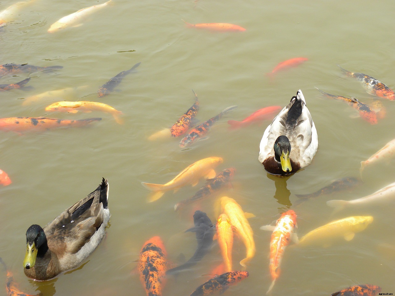 Koi or Goldfish: Which Is Better for a Home Pond?