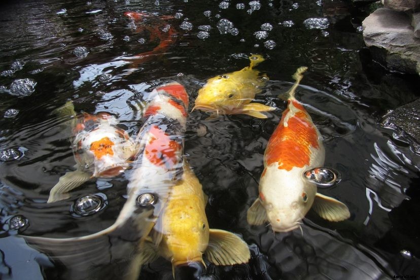 Should Koi Ponds Be Heated?
