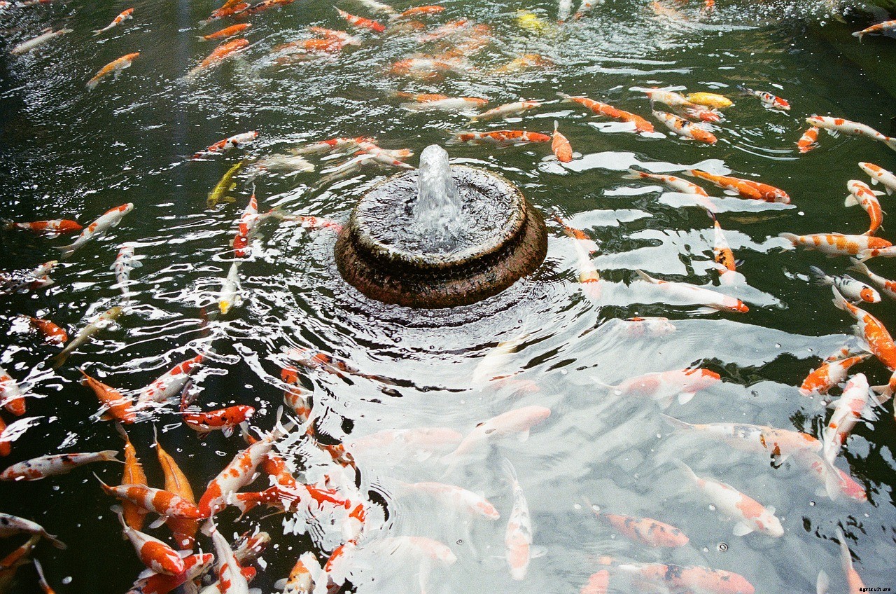 Should Koi Ponds Be Heated?