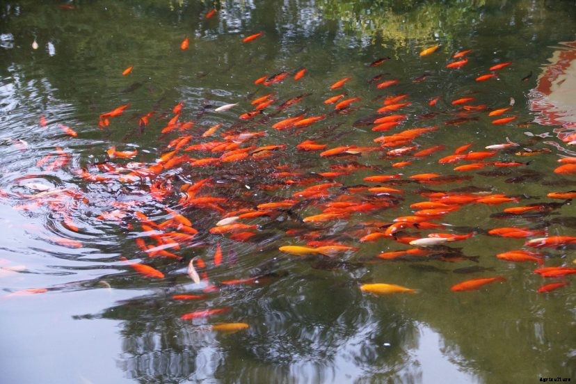 Will Koi Eat Goldfish?