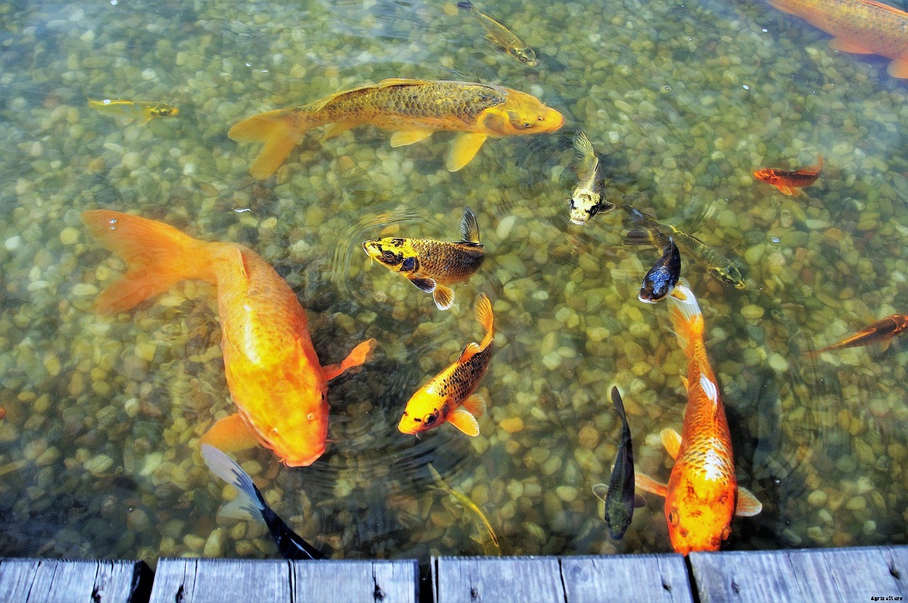 Will Koi Eat Goldfish?