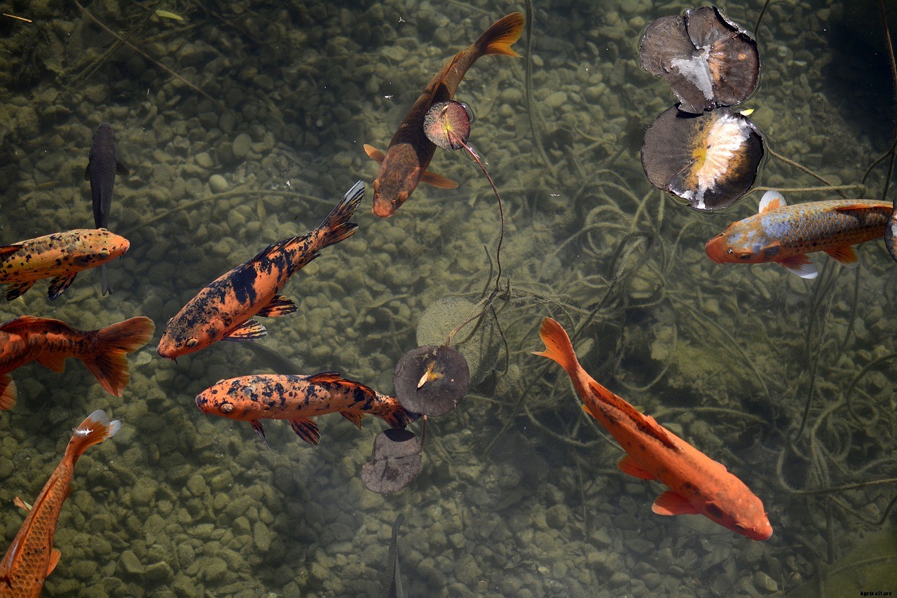 Why Do Koi Jump Out Of Water?