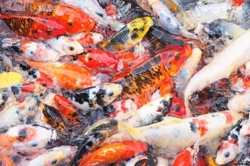 Should Koi Have White Patches on Their Skin?