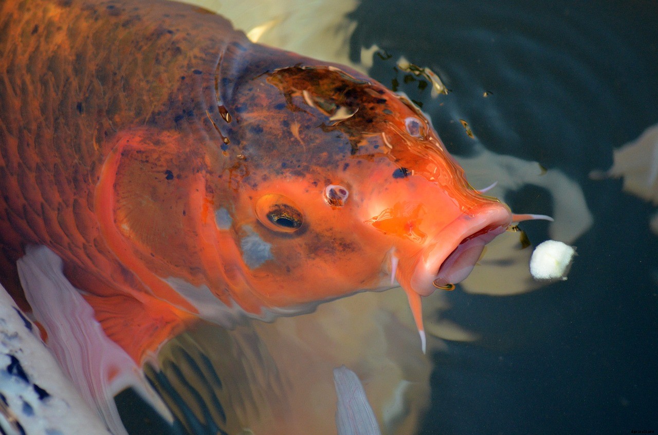 Should Koi Have White Patches on Their Skin?