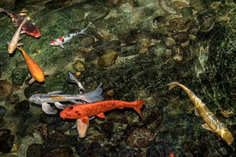 How Deep Should a Koi Pond Be?