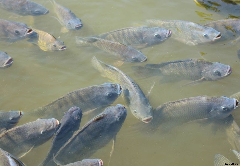 Tilapia to Water Tank Ratio (Achieving Maximum Results)