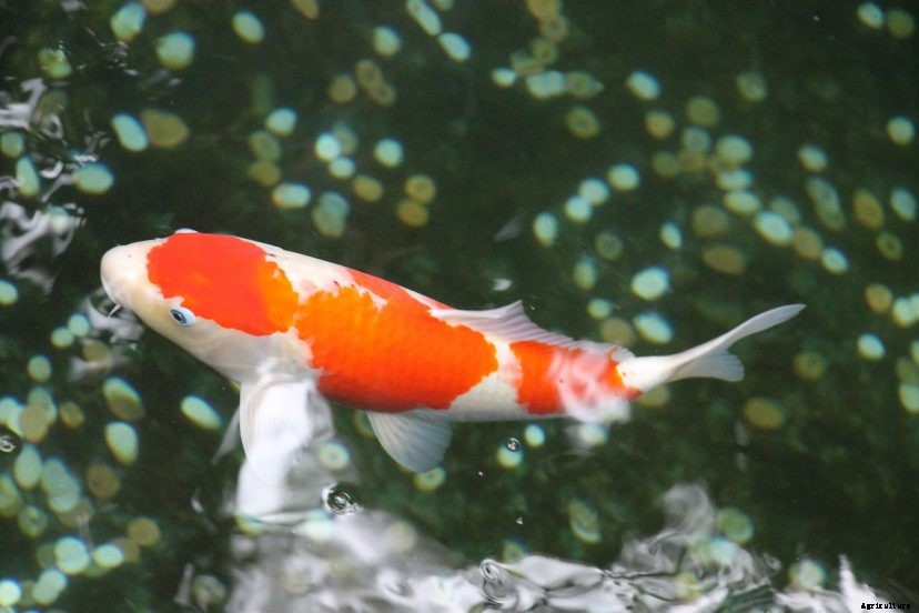 Koi Holding Tanks (Why Isolating Your Koi Is Important)