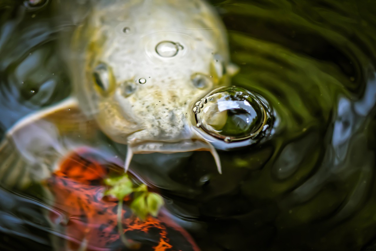Koi Holding Tanks (Why Isolating Your Koi Is Important)
