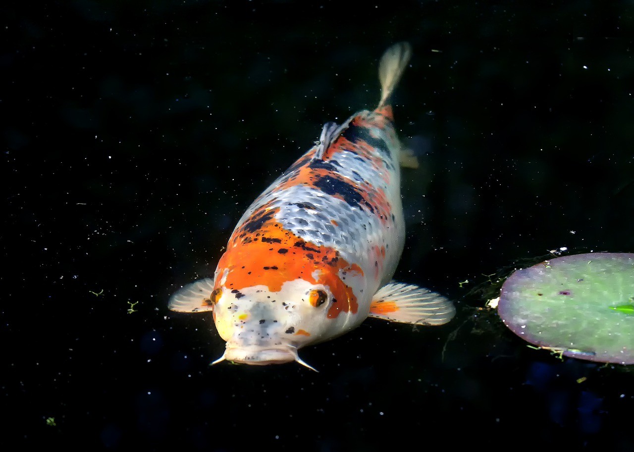 Koi Holding Tanks (Why Isolating Your Koi Is Important)