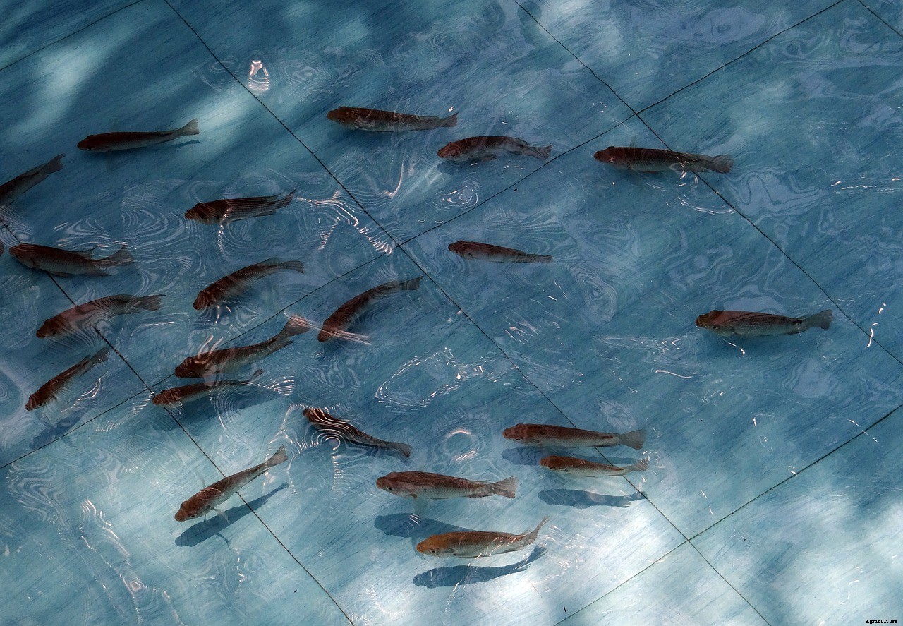 Is Farming Tilapia Profitable? (The answer is a little complex)