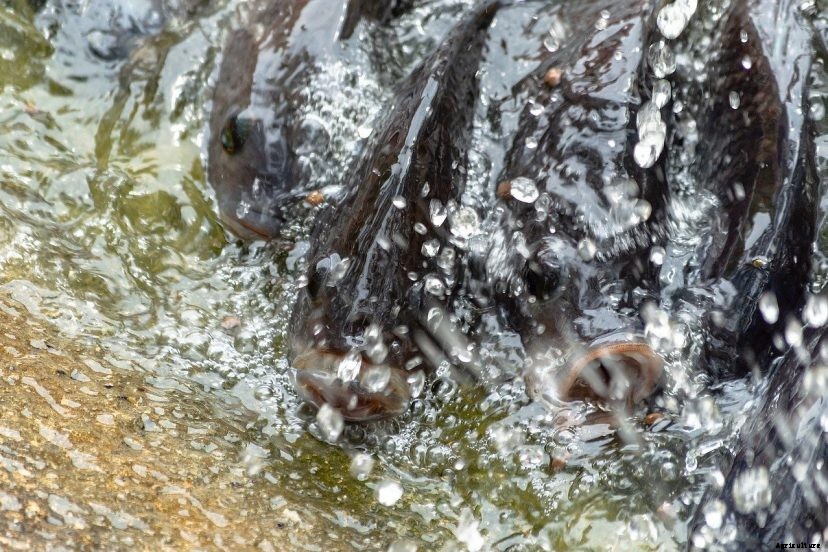 How Quickly Do Tilapia Reproduce?