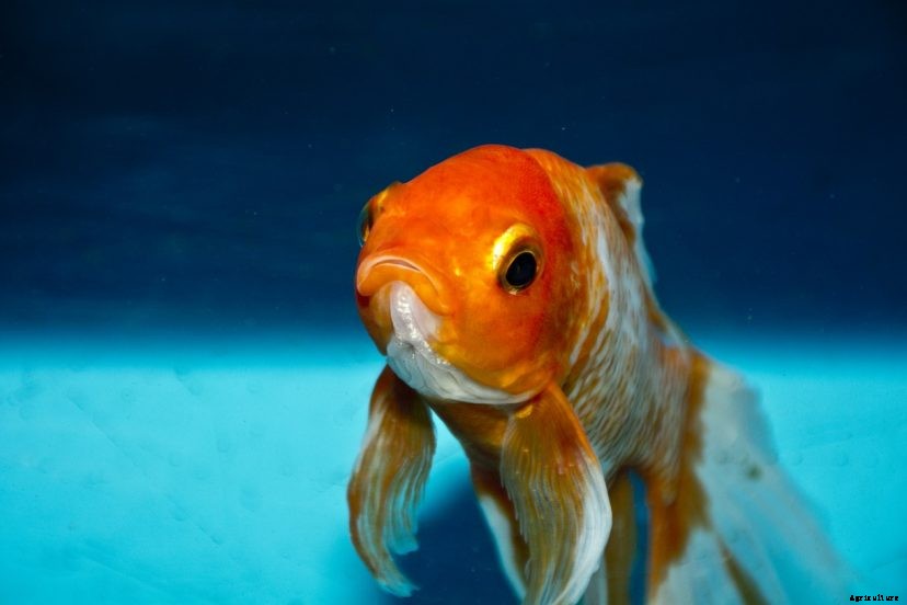 Can Fish See Water? (Not What You Might Think)