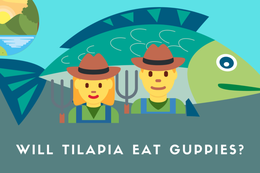 Will Tilapia Eat Guppies?