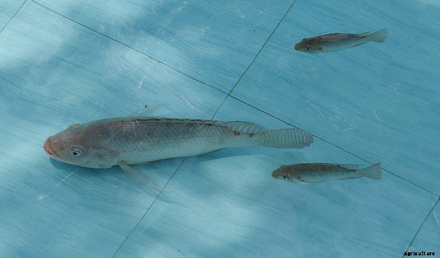 Building A Tilapia Pond (Easy How-To Guide)