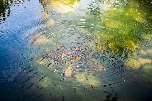 Building A Tilapia Pond (Easy How-To Guide)