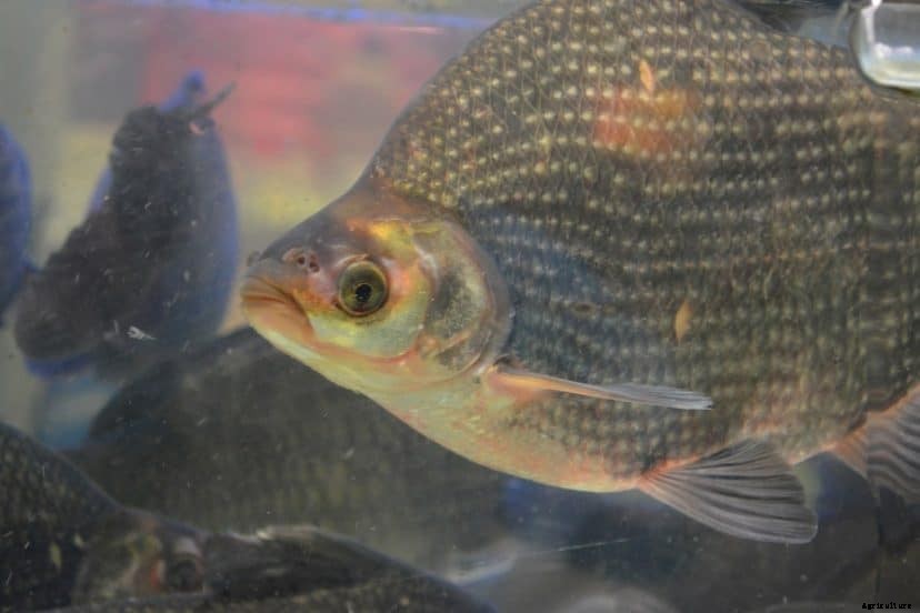 Can Tilapia Live In Saltwater? (What You Should Know)