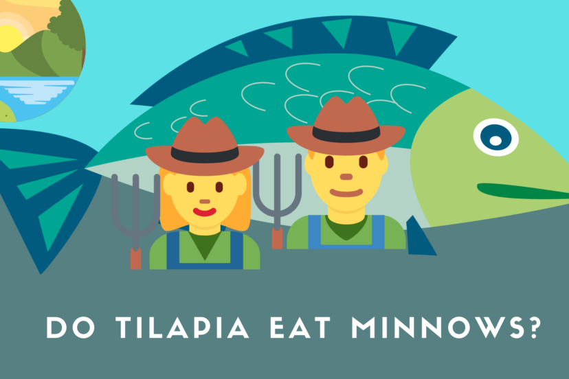 Do Tilapia Eat Minnows?