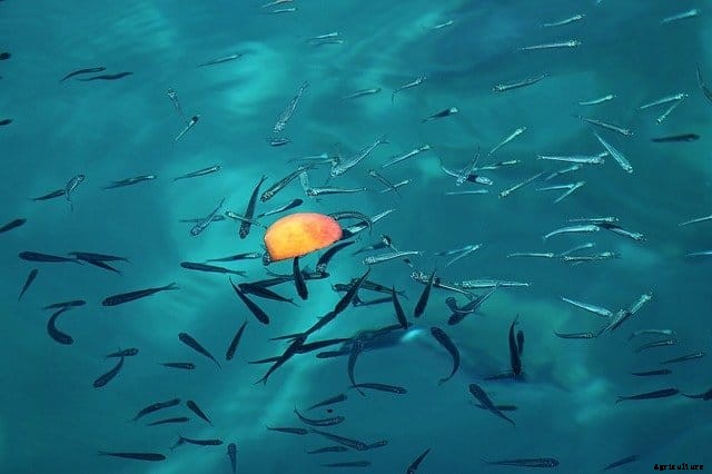 Will Tilapia Eat Their Young? (The Answer May Surprise You)