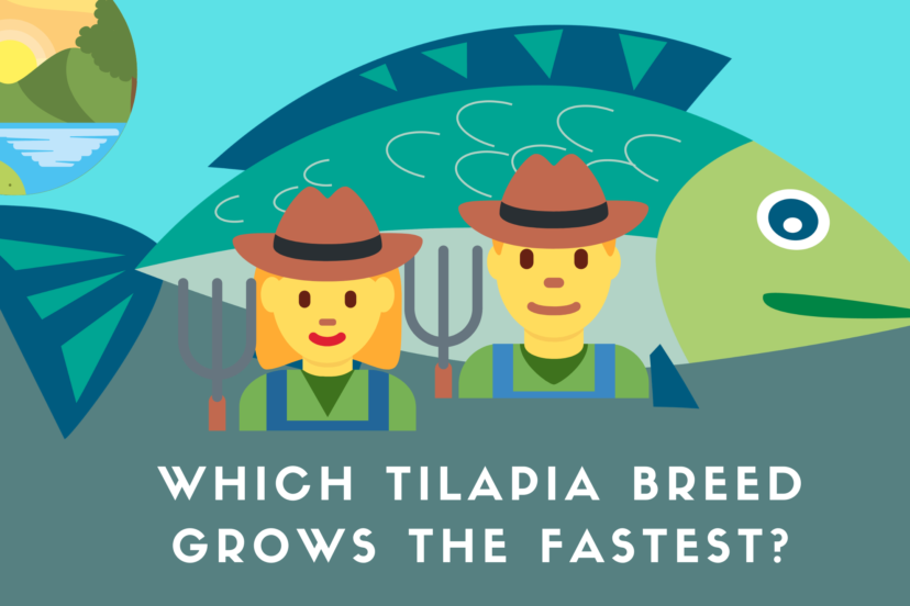 Which Tilapia Breed Grows The Fastest?