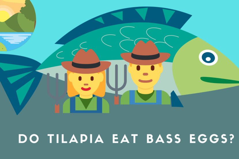 Do Tilapia Eat Bass Eggs?