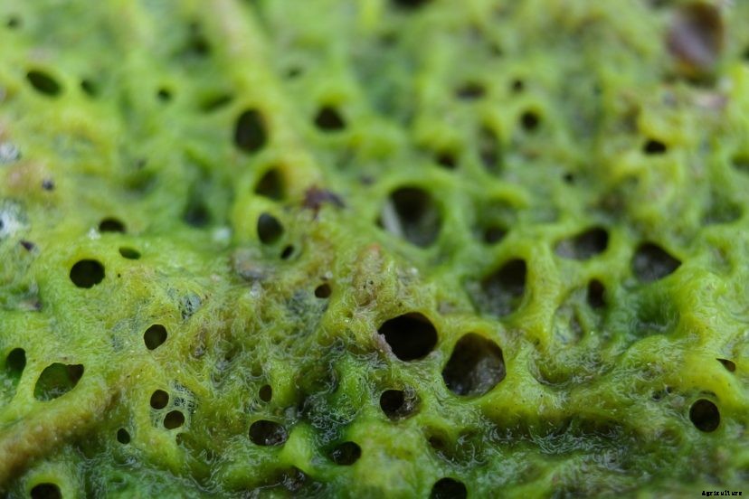 Do Tilapia Eat Algae? (What You Should Know)