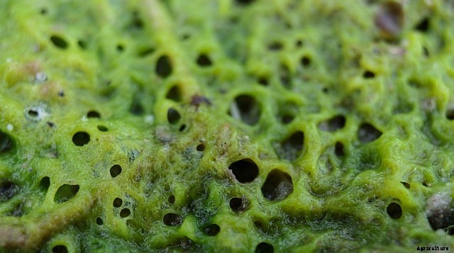 Do Tilapia Eat Algae? (What You Should Know)