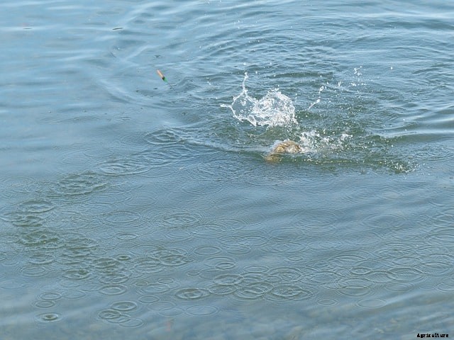 Best Tilapia Bait (Catch’em All Guide)