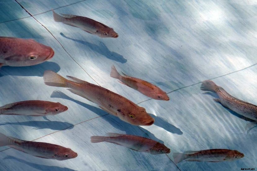 What To Look For When Buying Tilapia (Easy Guide)