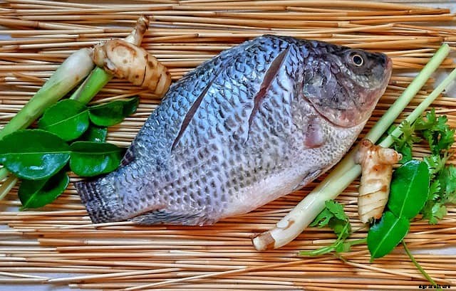 What To Look For When Buying Tilapia (Easy Guide)
