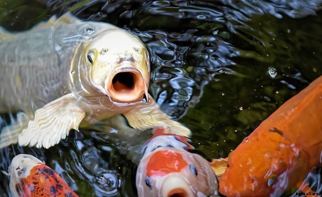 Can Tilapia Live With Koi?